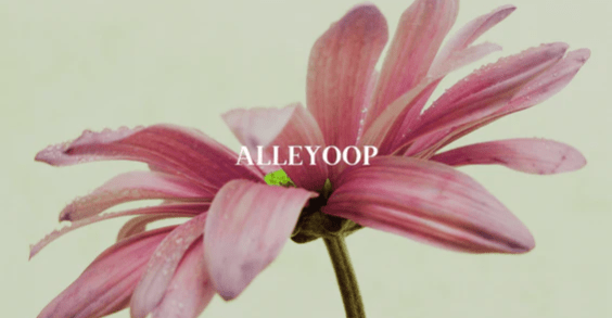 Alleyoop - PERFUMARIE