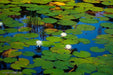  Lily Pads - Perennial Bare Root Live Garden Plant Outdoor Silverbrook Manor Perfumarie