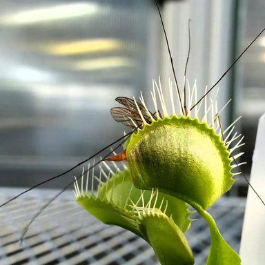  Carnivorous Dionaea Venus Fly Trap 3" Pot Live Plant Silverbrook Manor Perfumarie