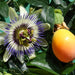  Passiflora Caerulea Edible Passion Vine Plant - 4" Pot Silverbrook Manor Perfumarie
