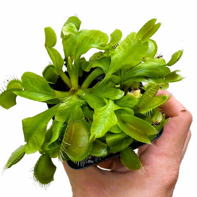  Carnivorous Dionaea Venus Fly Trap 3" Pot Live Plant Silverbrook Manor Perfumarie
