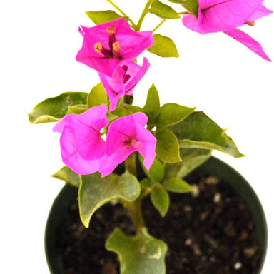  Bougainvillea Royal Purple Live Plant - 3" Pot Indoor / Outdoor Silverbrook Manor Perfumarie