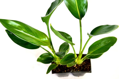  Orange Bird of Paradise Plants Indoor Outdoor Garden Silverbrook Manor Perfumarie