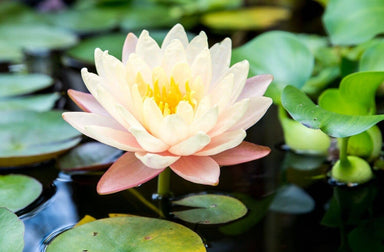  Lily Pads - Perennial Bare Root Live Garden Plant Outdoor Silverbrook Manor Perfumarie