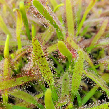  Drosera Capensis Cape Sundew Plant Carnivorous 3" Pot Silverbrook Manor Perfumarie