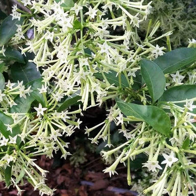  Night Blooming Jasmine Plant - Cestrum Nocturnum - 4" Pot Silverbrook Manor Perfumarie