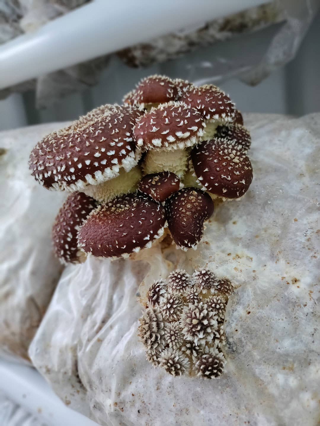 Foragers Galley - Chestnut Mushroom Grow-at-Home Kit