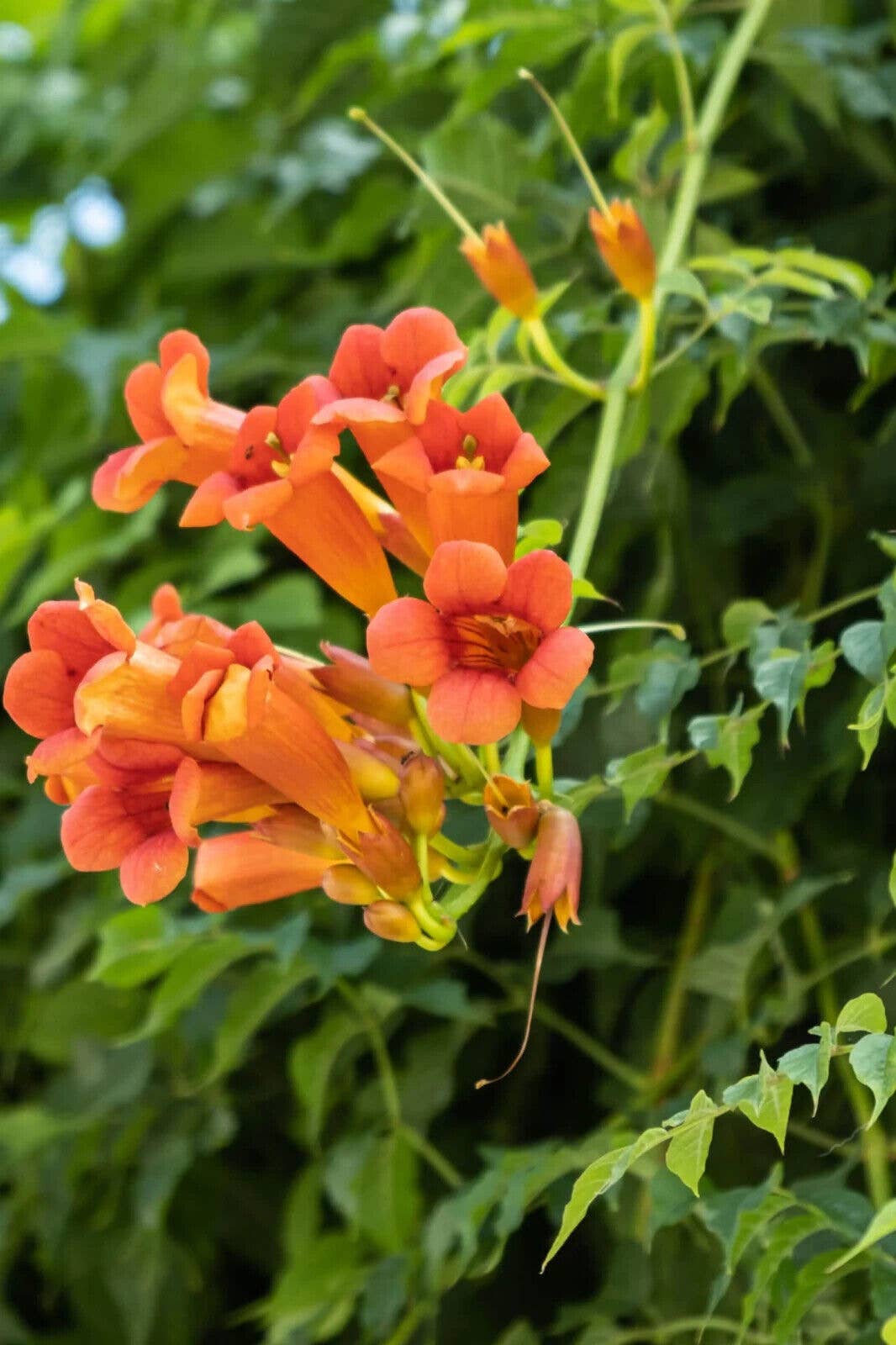  Trumpet Vine - Campsis Radicans Perennial Bare Root Plant Silverbrook Manor Perfumarie