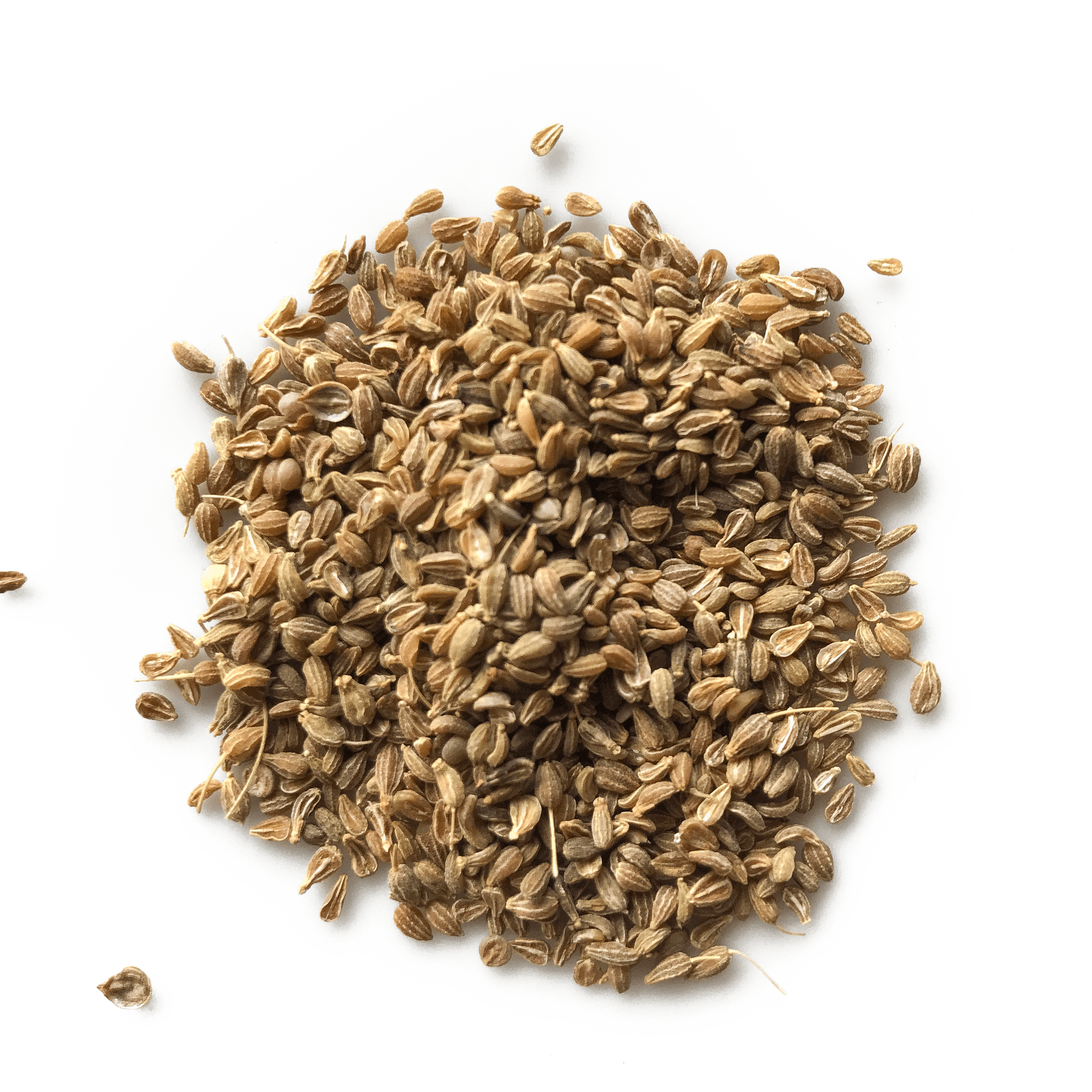 Anise Seed by Open Door Tea CT