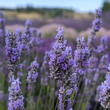  Provence Lavender 2.5’’ Pots Silverbrook Manor Perfumarie