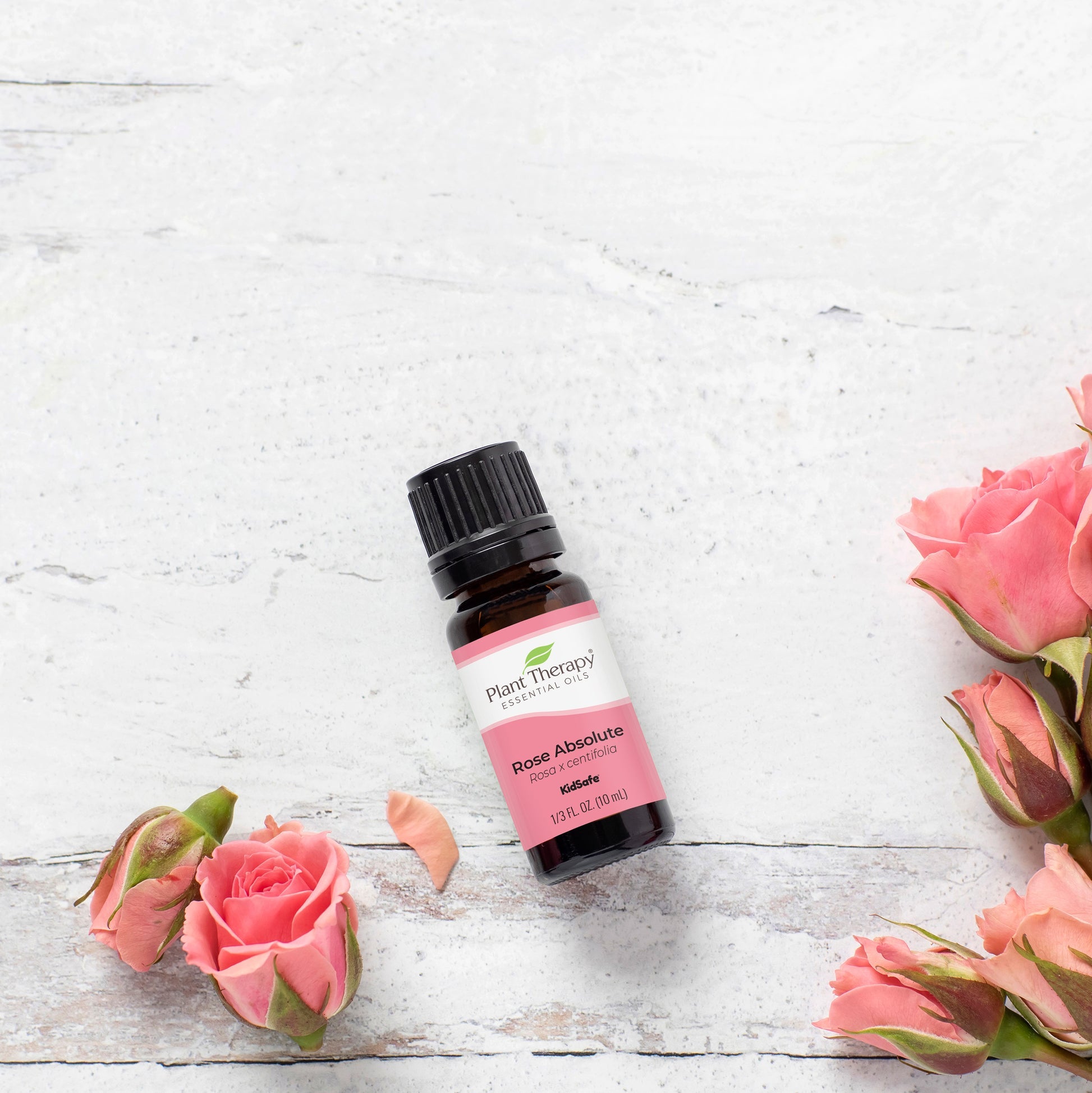  Rose Absolute Oil, 5 mL Plant Therapy Perfumarie