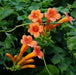  Trumpet Vine - Campsis Radicans Perennial Bare Root Plant Silverbrook Manor Perfumarie