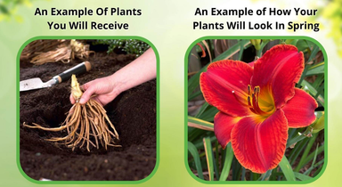  Trumpet Vine - Campsis Radicans Perennial Bare Root Plant Silverbrook Manor Perfumarie