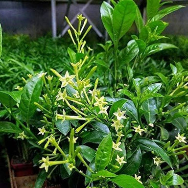  Night Blooming Jasmine Plant - Cestrum Nocturnum - 4" Pot Silverbrook Manor Perfumarie