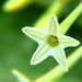  Night Blooming Jasmine Plant - Cestrum Nocturnum - 4" Pot Silverbrook Manor Perfumarie