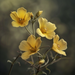  Evening Primrose - Oenothera Spp. Perennial Bare Root Plant Silverbrook Manor Perfumarie