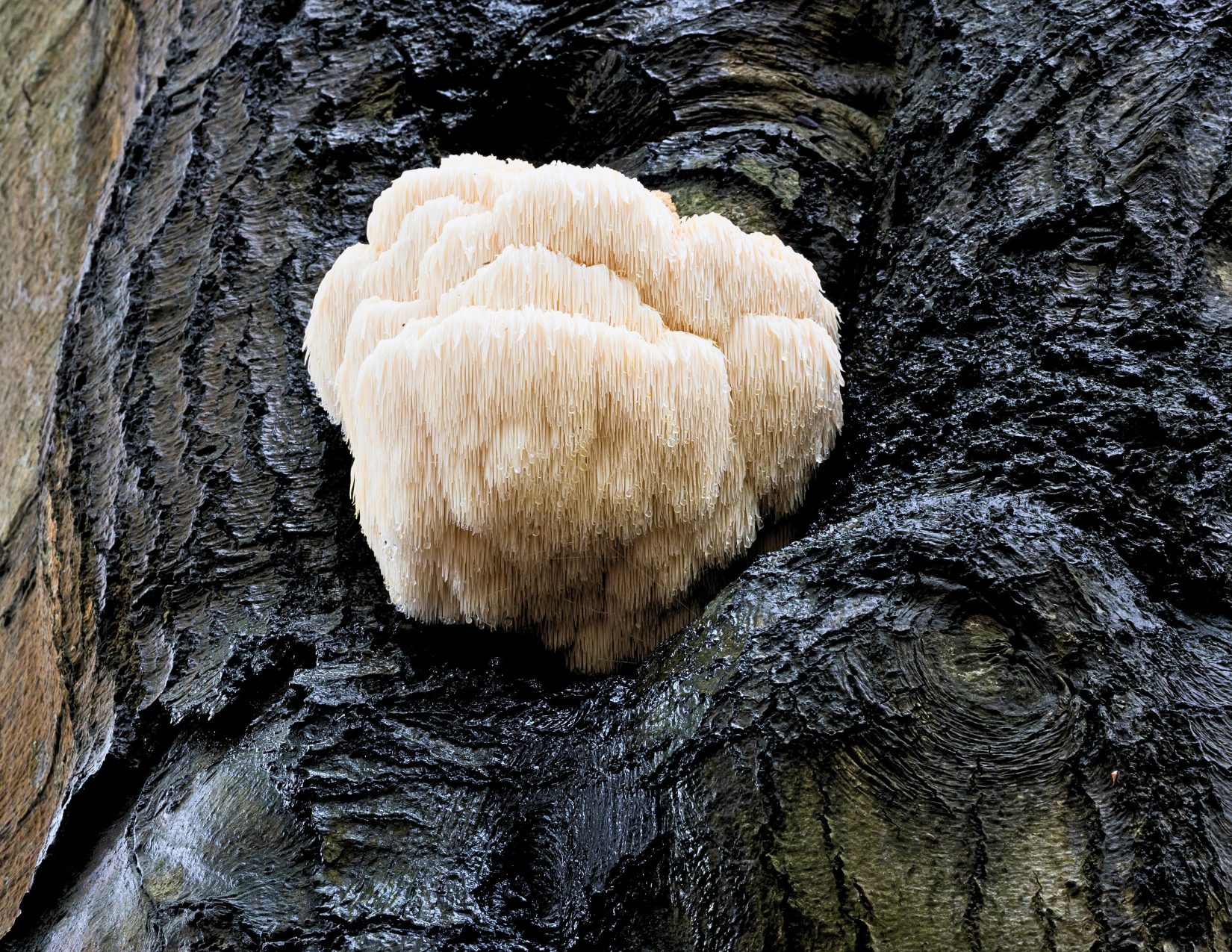 Cosmic Creamer: Lion's Mane Mushroom - Madagascar Vanilla by Black Magic Alchemy