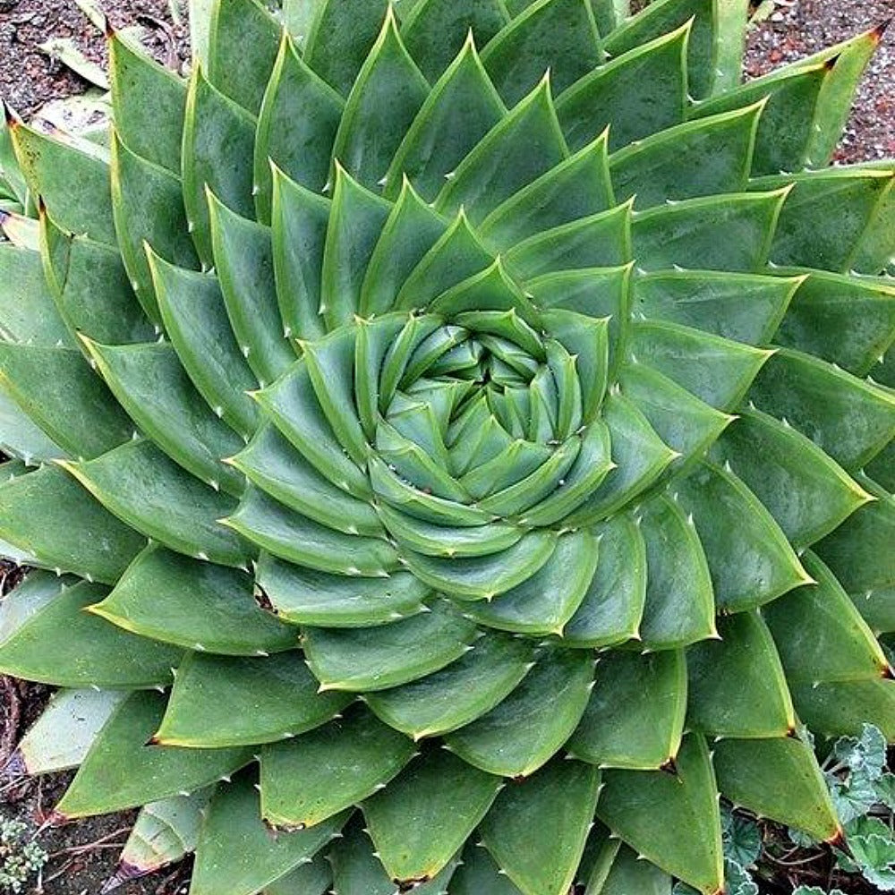 Watercress & Aloe by Wicked Good Perfume