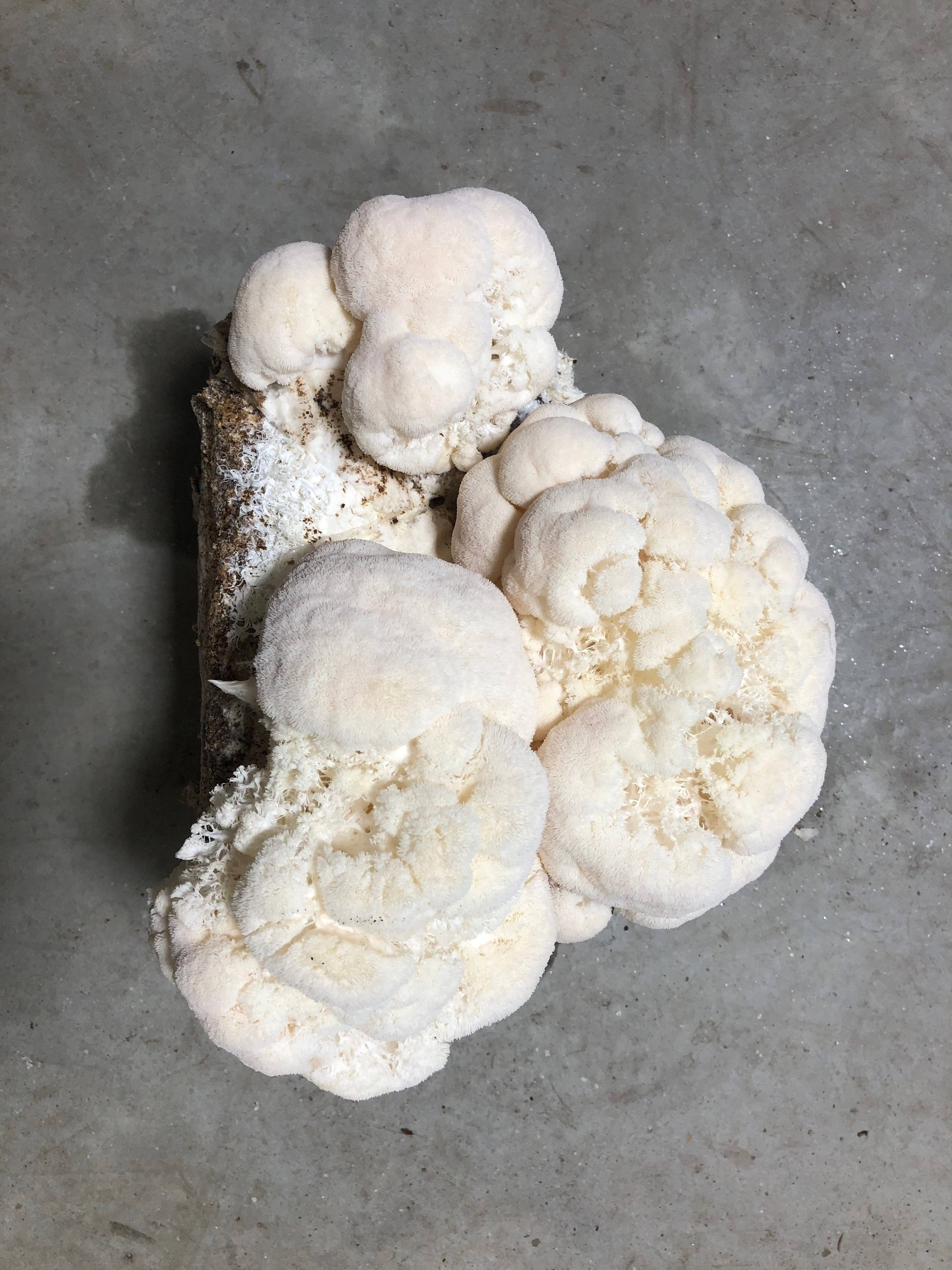  Mycoterra Farm - Lion's Mane Mushroom Kit Mycoterra Farm Perfumarie