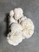  Mycoterra Farm - Lion's Mane Mushroom Kit Mycoterra Farm Perfumarie