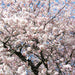  Akebono Flowering Cherry | Flowering Tree by Growing Home Farms Growing Home Farms Perfumarie