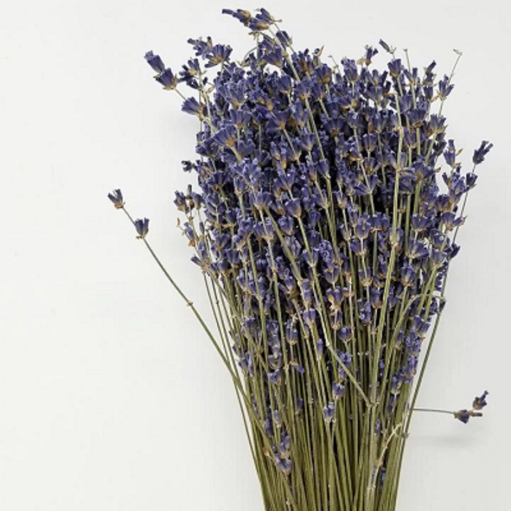 High-Grade French Lavender Flower BUNCH 14" L by OMSutra OMSutra Perfumarie
