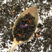  House Blend Black Tea (Creamy Vanilla English Breakfast) by Plum Deluxe Tea Plum Deluxe Tea Perfumarie