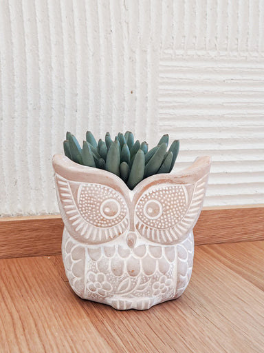  Terracotta Pot - Big Eye Owl by KORISSA KORISSA Perfumarie