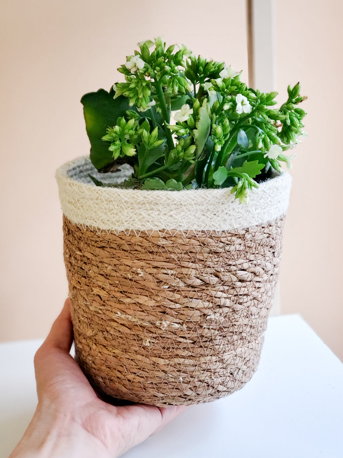  Savar Plant Basket by KORISSA KORISSA Perfumarie