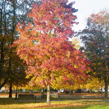  American Sweet Gum | Shade Tree by Growing Home Farms Growing Home Farms Perfumarie