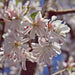  Autumnalis Flowering Cherry | Flowering Tree by Growing Home Farms Growing Home Farms Perfumarie